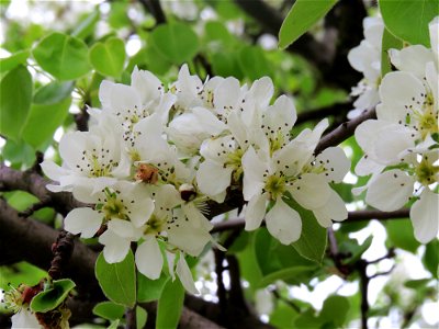 Wild Pyrus communis  in Muromets island, Vyshhorod raion, Kiev oblast, Ukraine