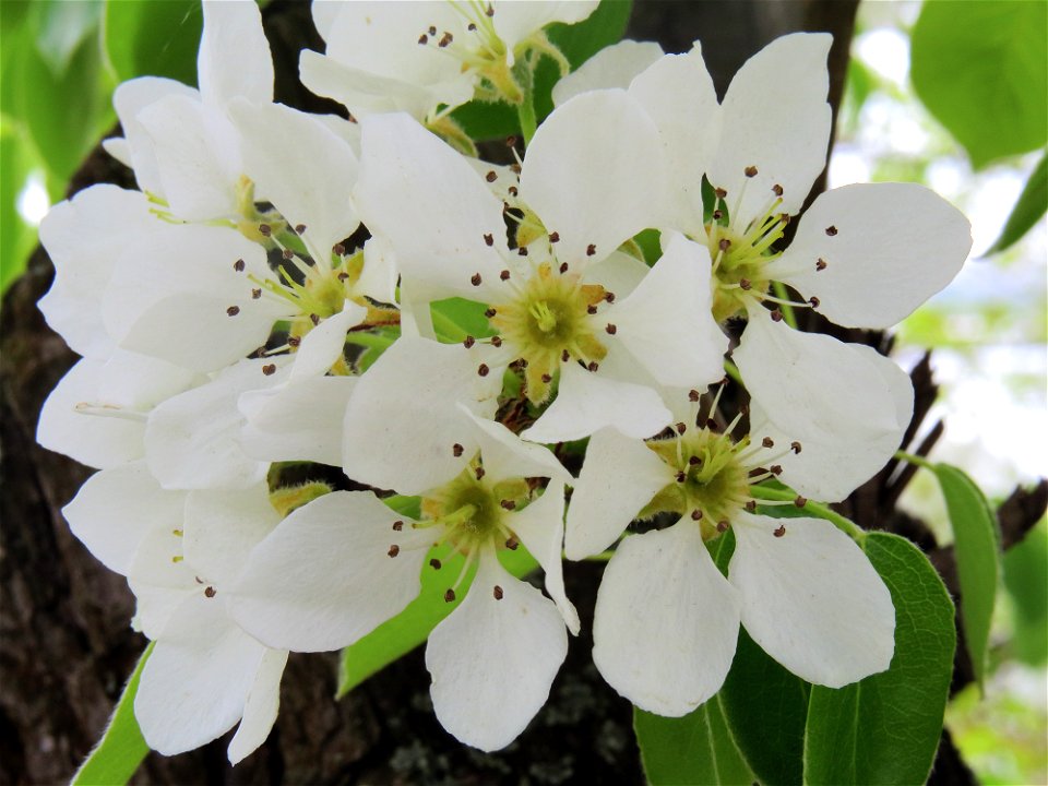 Wild Pyrus communis  in Muromets island, Vyshhorod raion, Kiev oblast, Ukraine