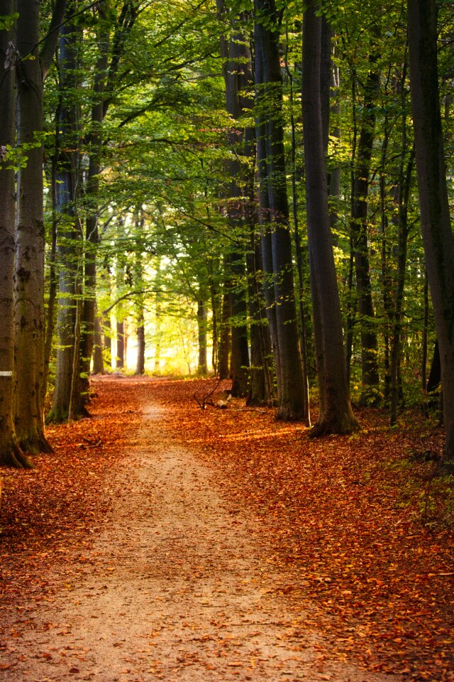 Deciduous tree mystical wood