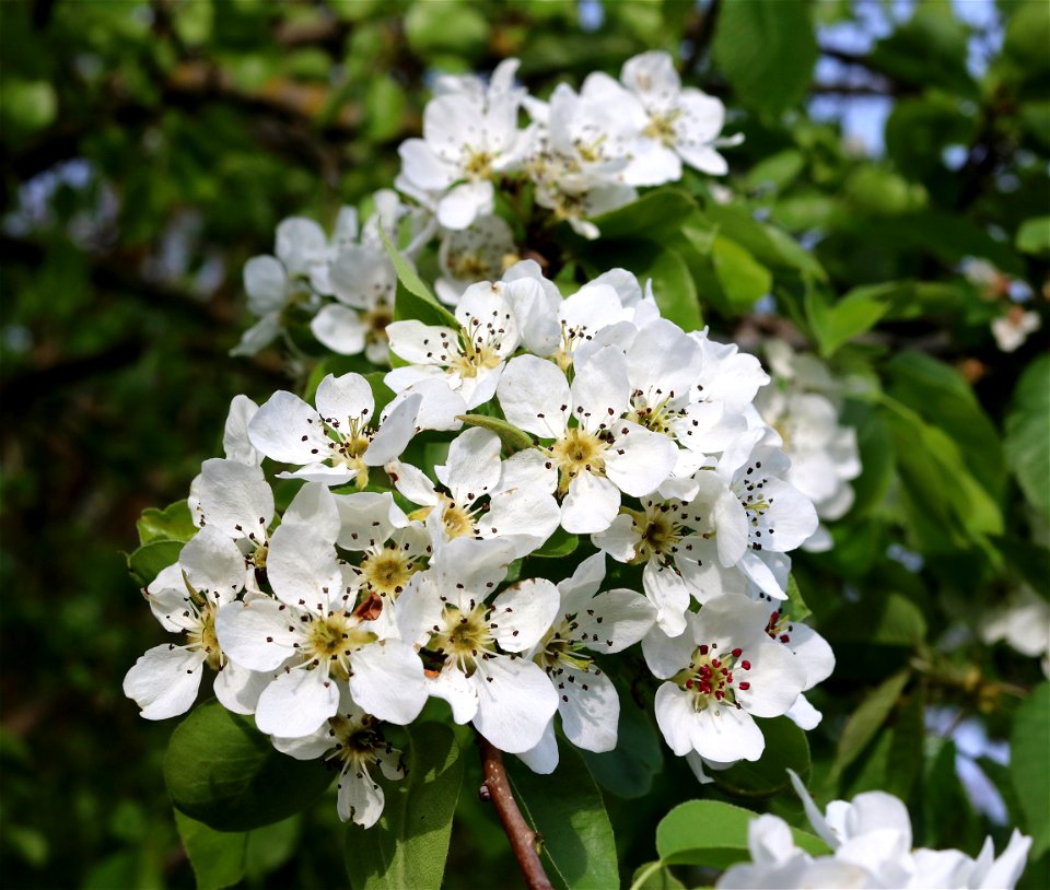 Pear blossoms (Pyrus communis). Ukraine, Vinnytsia region.