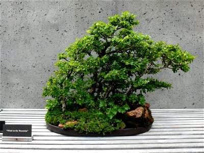 Wind on the Mountain is a Chinese Elm (Ulmus parvifolia) bonsai on display at the North Carolina Arboretum.Photo taken with a Panasonic Lumix DMC-FZ50 in Buncombe County, NC, USA. photo