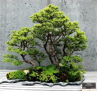 Seiju Elm (Ulmus parvifolia 'seiju') bonsai on display at the North Carolina Arboretum.Photo taken with a Panasonic Lumix DMC-FZ50 in Buncombe County, NC, USA.