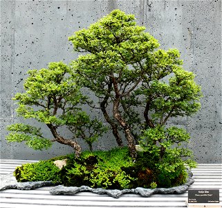 Seiju Elm (Ulmus parvifolia 'seiju') bonsai on display at the North Carolina Arboretum.Photo taken with a Panasonic Lumix DMC-FZ50 in Buncombe County, NC, USA. photo