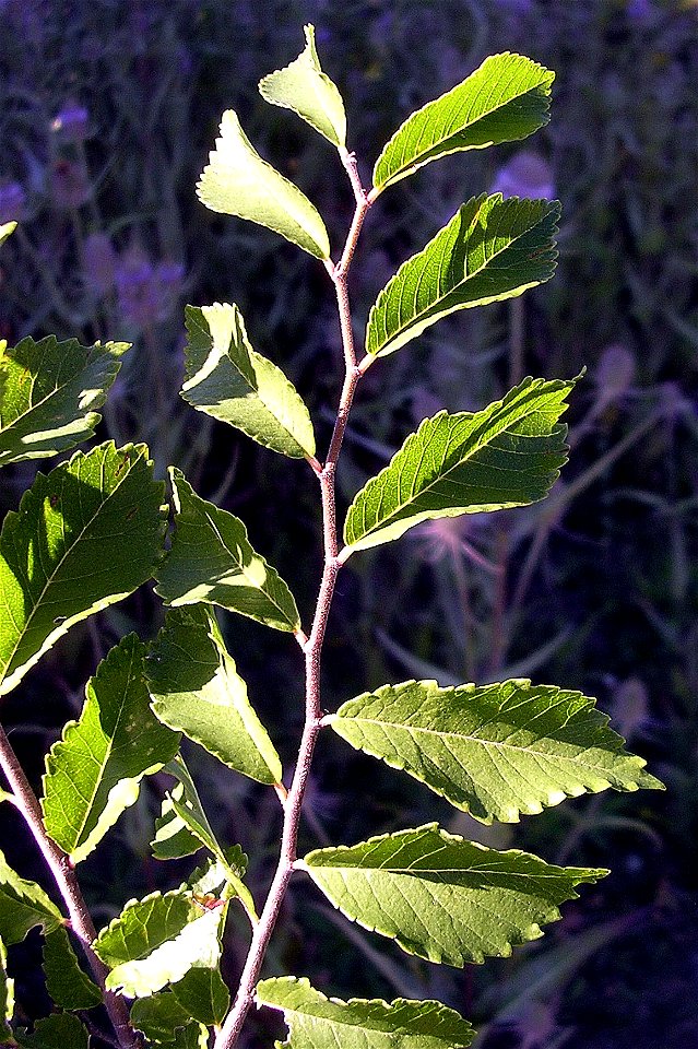 Photo taken by author, July 2006