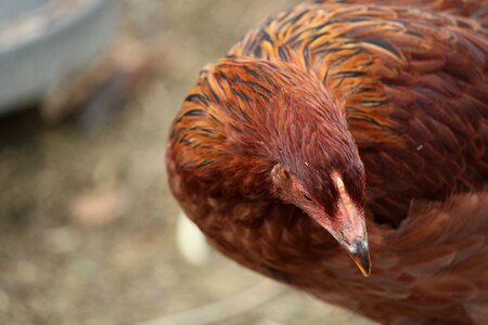 Poultry livestock brown chicken