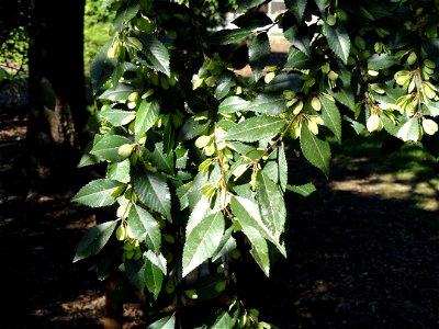 Ulmus parvifolia 'Dynasty' specimen in the J. C. Raulston Arboretum (North Carolina State University), 4415 Beryl Road, Raleigh, North Carolina, USA.