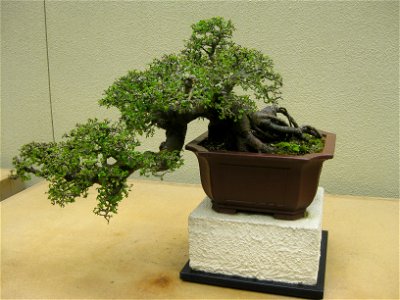 Ulmus Parvifolia Bonsai photo