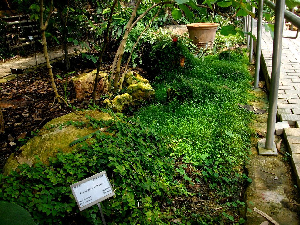 Botanical garden of València.