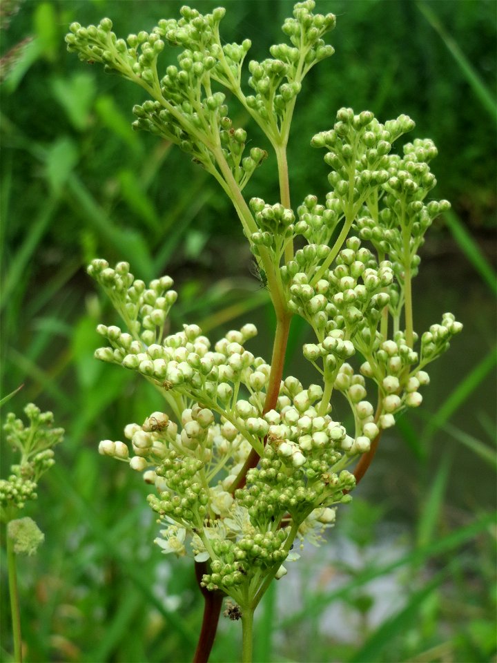 Echtes Mädesüß (Filipendula ulmaria) im Ebertpark in Hockenheim