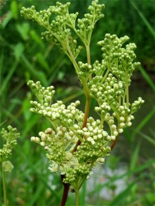 Echtes Mädesüß (Filipendula ulmaria) im Ebertpark in Hockenheim photo