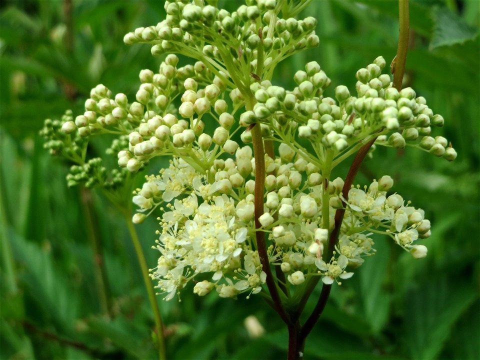 Echtes Mädesüß (Filipendula ulmaria) im Ebertpark in Hockenheim