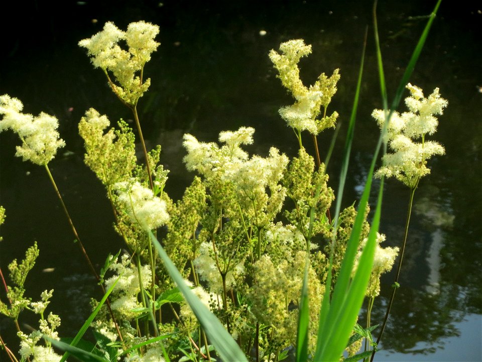 Echtes Mädesüß (Filipendula ulmaria) am Kraichbach in Hockenheim