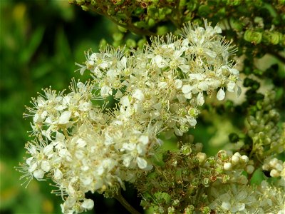 Echtes Mädesüß (Filipendula ulmaria) im Ebertpark in Hockenheim photo