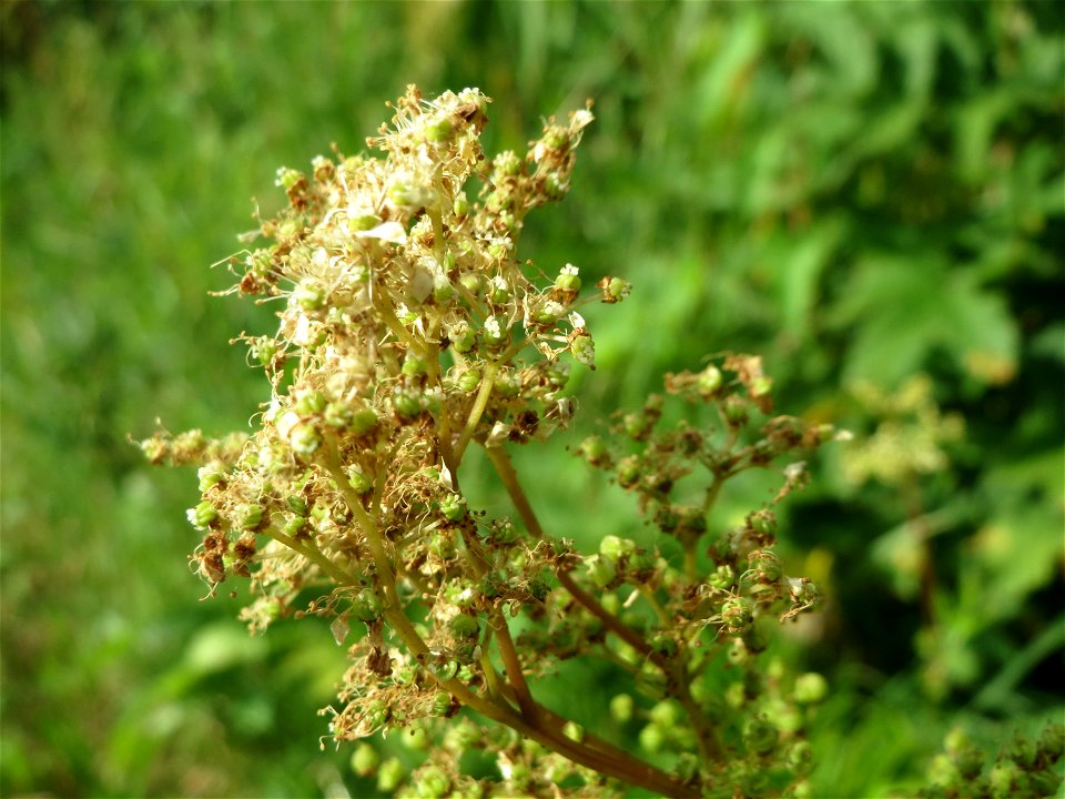 Echtes Mädesüß (Filipendula ulmaria) im Ebertpark in Hockenheim photo