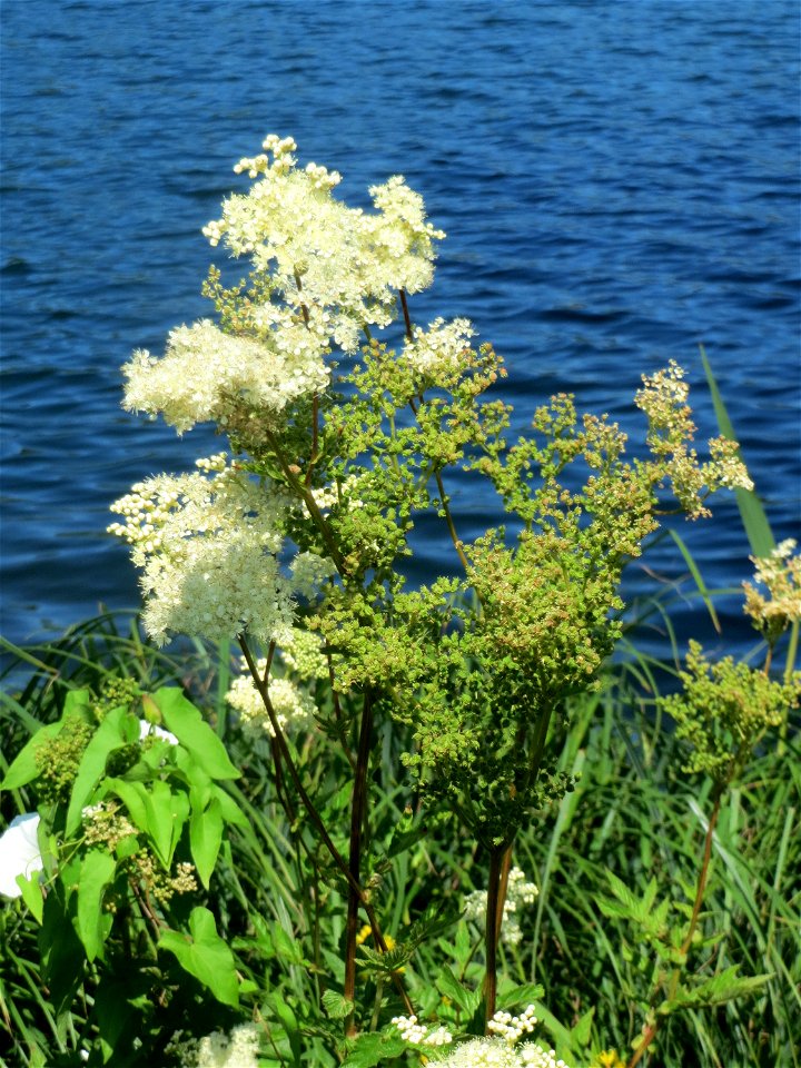 Echtes Mädesüß (Filipendula ulmaria) am Schalkenmehrener Maar