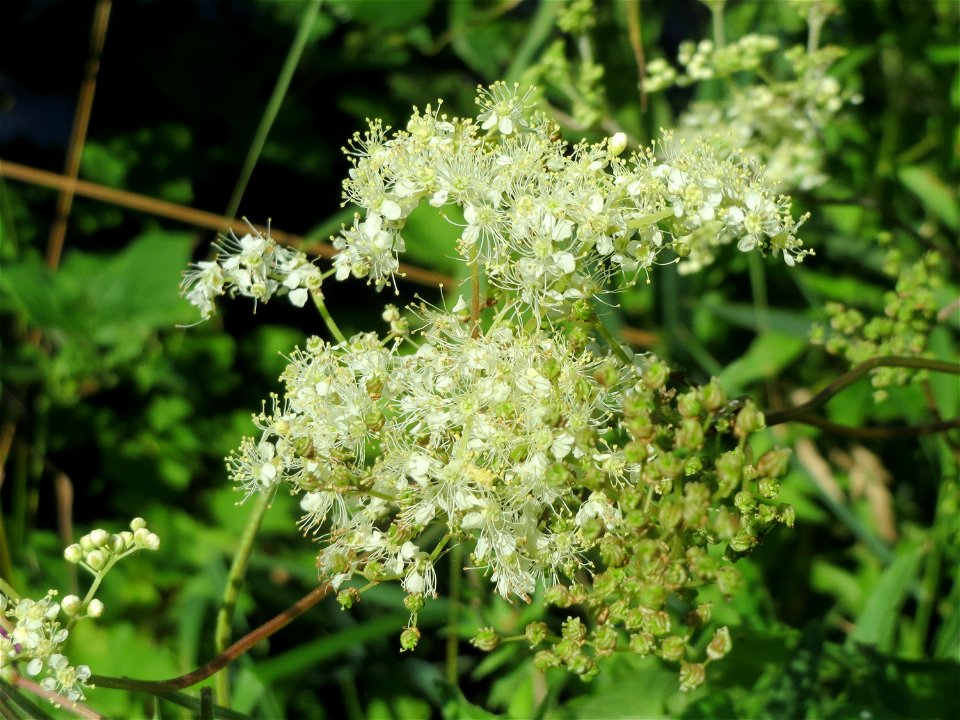 Echtes Mädesüß (Filipendula ulmaria) am Schalkenmehrener Maar