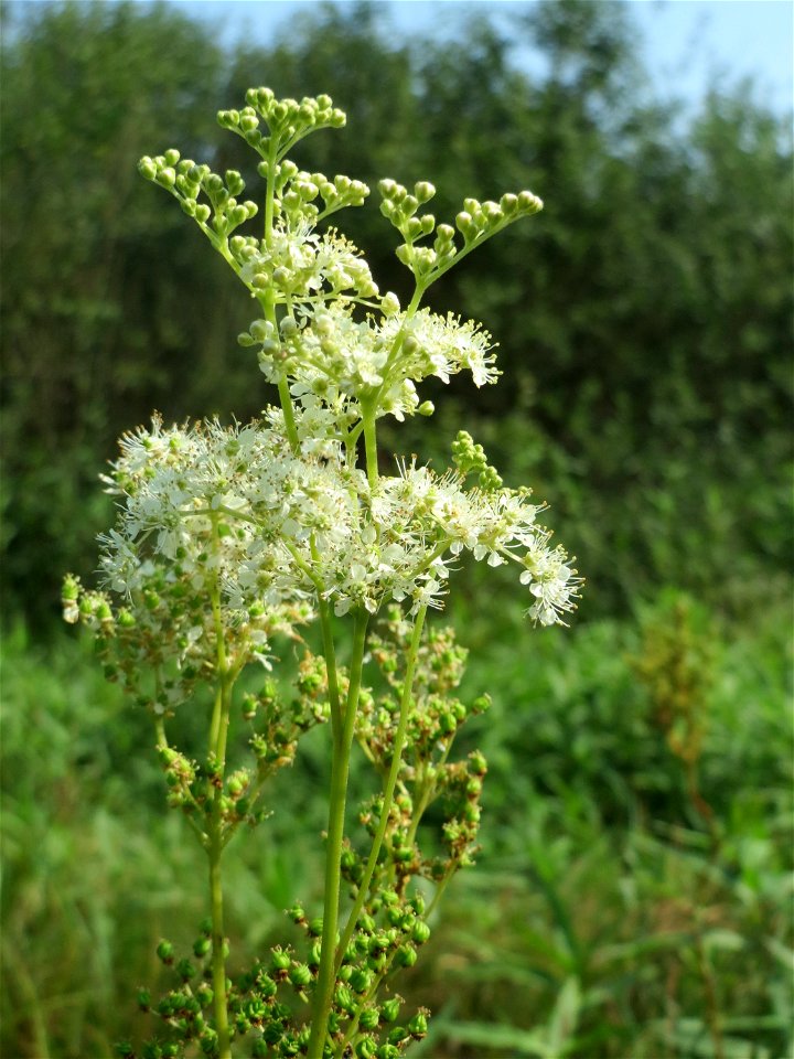Echtes Mädesüß (Filipendula ulmaria) im Naturschutzgebiet Mürmes