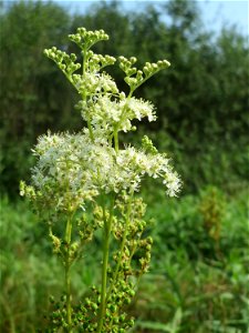 Echtes Mädesüß (Filipendula ulmaria) im Naturschutzgebiet Mürmes