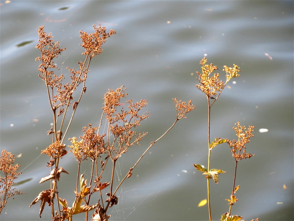 Echtes Mädesüß (Filipendula ulmaria) am Staden in Saarbrücken