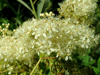 Echtes Mädesüß (Filipendula ulmaria) am Kraichbach in Hockenheim photo