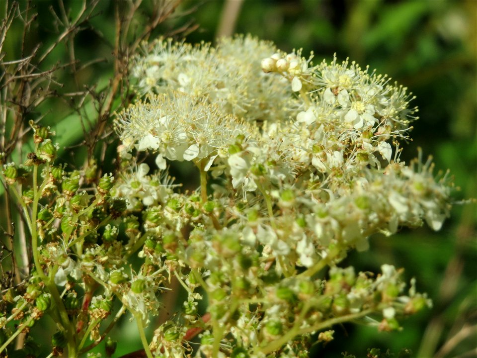 Echtes Mädesüß (Filipendula ulmaria) am Kraichbach in Hockenheim