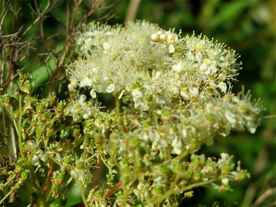 Echtes Mädesüß (Filipendula ulmaria) am Kraichbach in Hockenheim