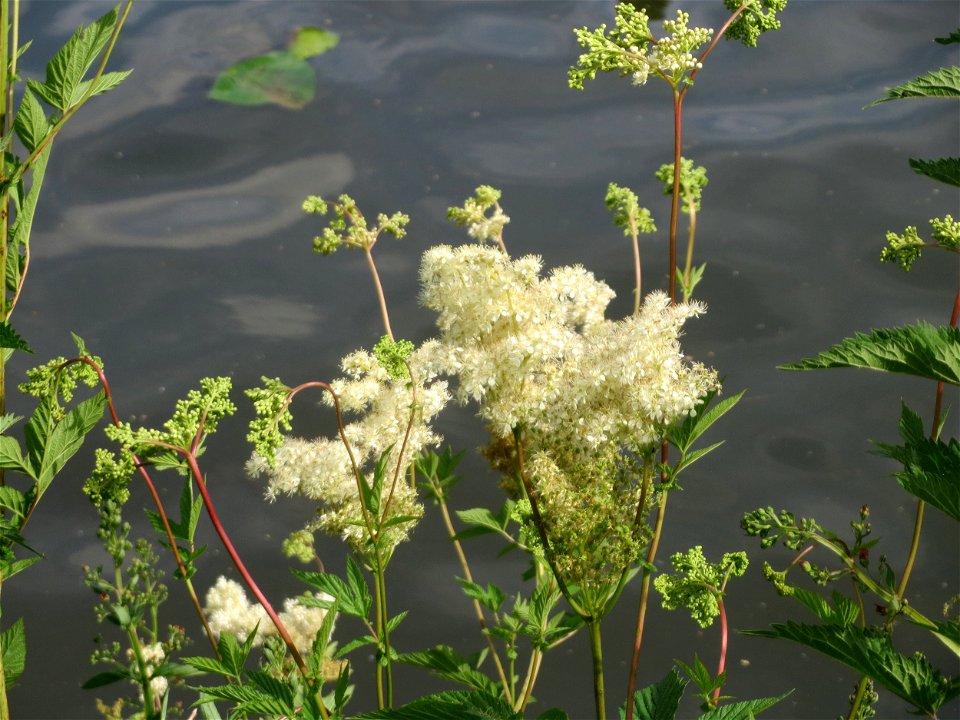 Echtes Mädesüß (Filipendula ulmaria) an der Saar in Saarbrücken