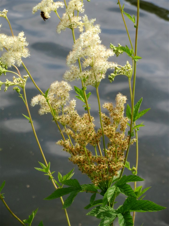 Echtes Mädesüß (Filipendula ulmaria) an der Saar in Saarbrücken