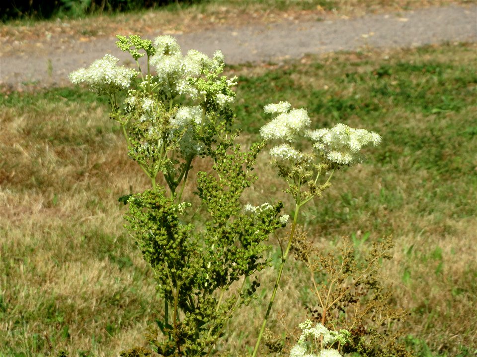 Echtes Mädesüß (Filipendula ulmaria) in Klingenmünster
