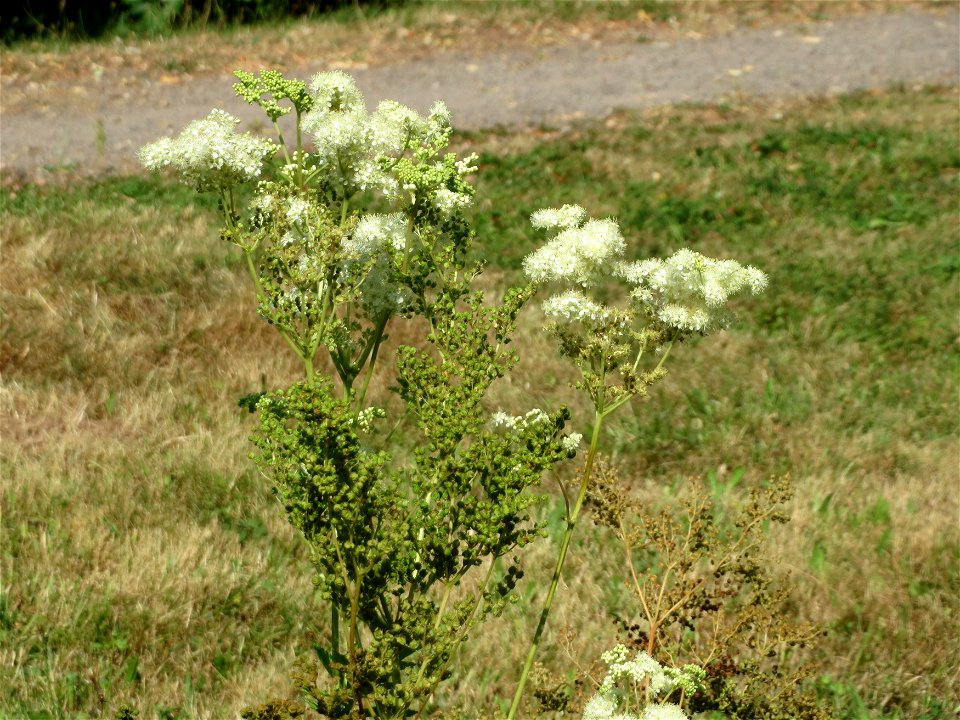 Echtes Mädesüß (Filipendula ulmaria) in Klingenmünster photo