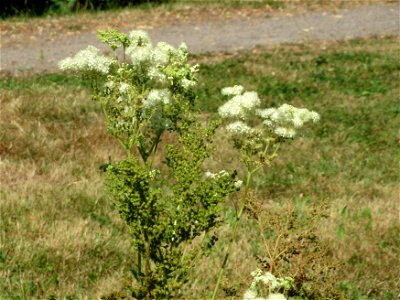 Echtes Mädesüß (Filipendula ulmaria) in Klingenmünster photo
