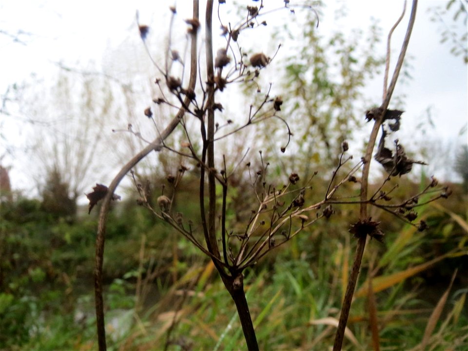 Mumienbotanik: Echtes Mädesüß (Filipendula ulmaria) am Kraichbach in Hockenheim