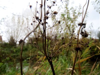 Mumienbotanik: Echtes Mädesüß (Filipendula ulmaria) am Kraichbach in Hockenheim