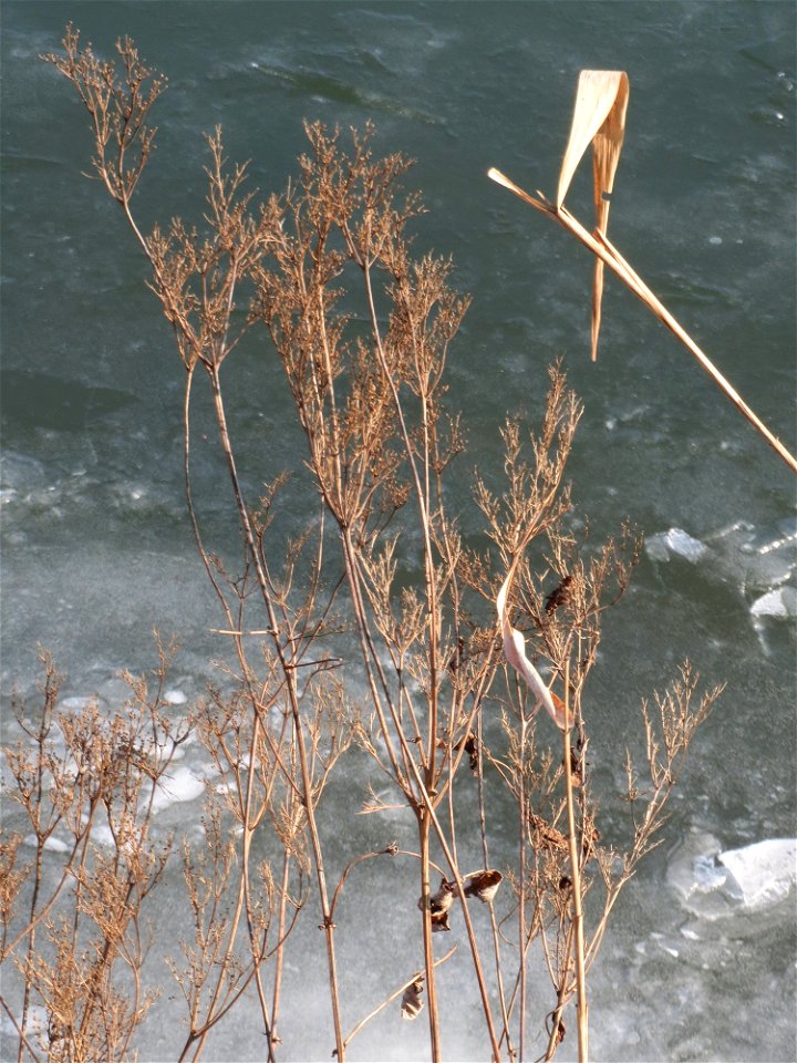 Echtes Mädesüß (Filipendula ulmaria) an der Saar in Saarbrücken