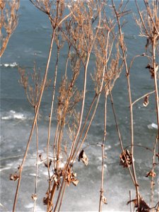 Echtes Mädesüß (Filipendula ulmaria) an der Saar in Saarbrücken photo