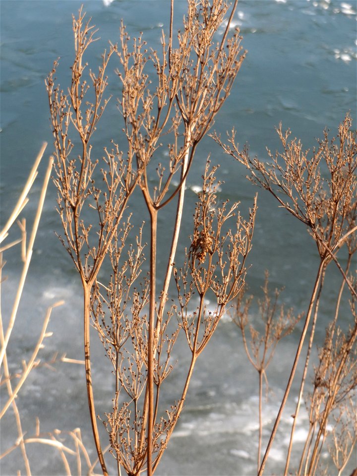 Echtes Mädesüß (Filipendula ulmaria) an der Saar in Saarbrücken
