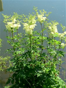 Echtes Mädesüß (Filipendula ulmaria) an der Saar in Saarbrücken photo