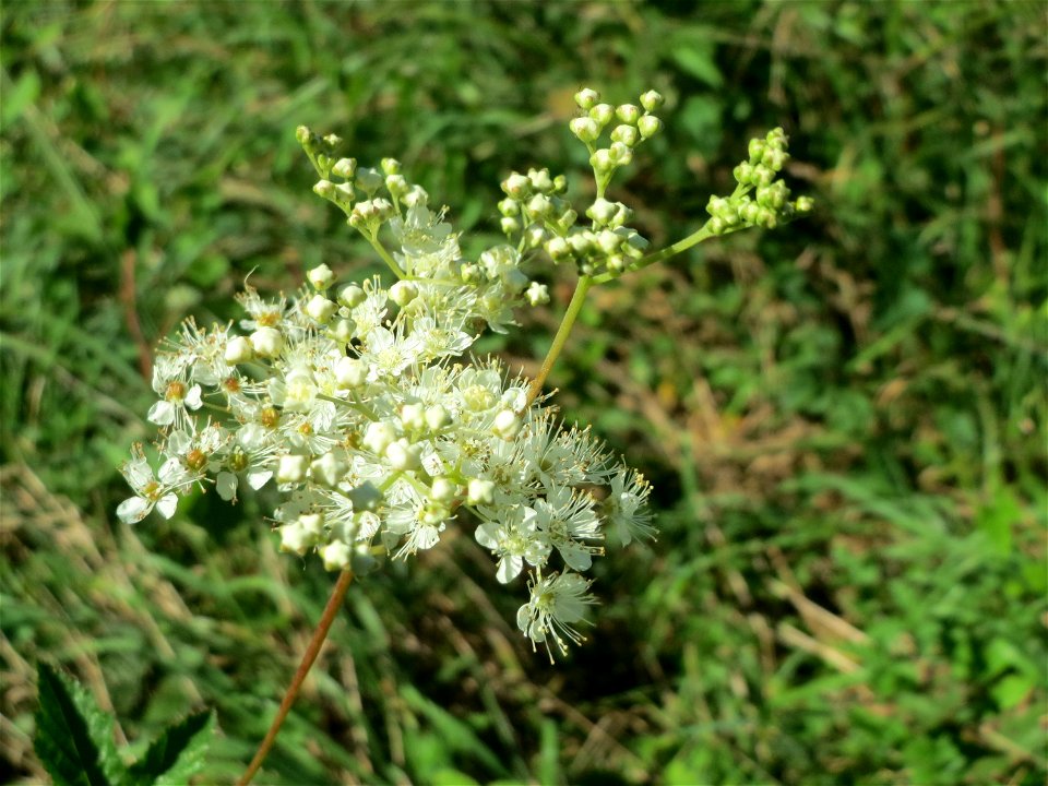 Echtes Mädesüß (Filipendula ulmaria) auf einer Saaraue bei Grosbliederstroff Français : Reine-des-prés photo