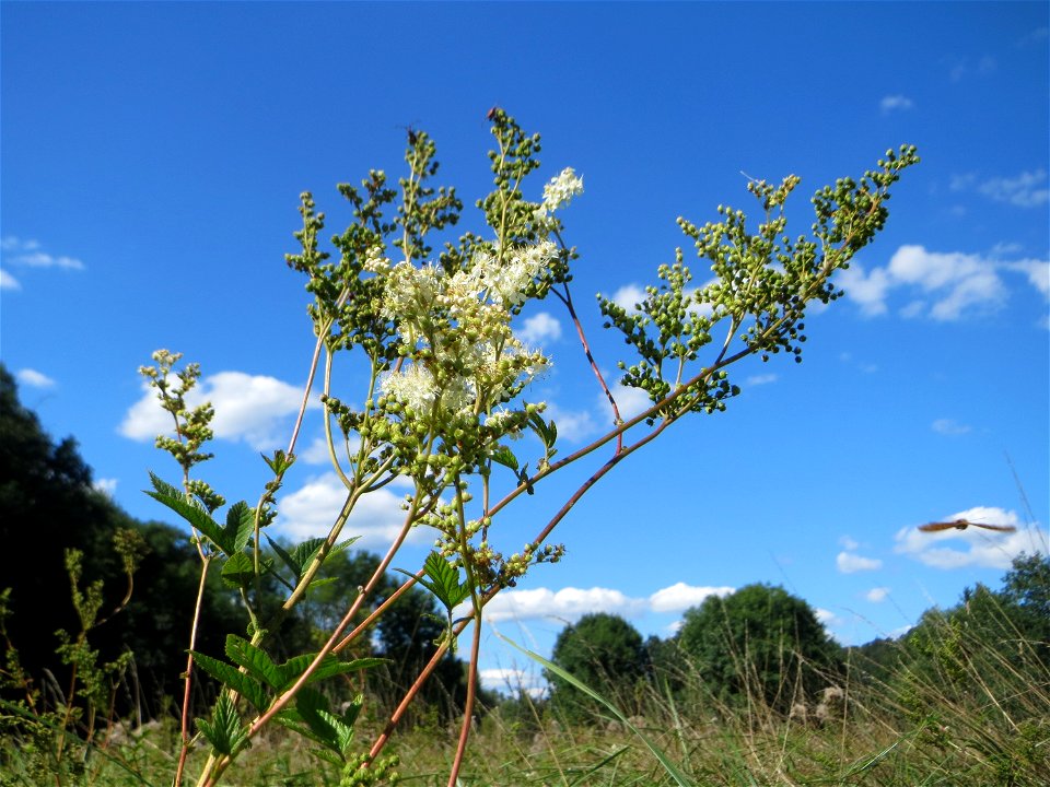 Echtes Mädesüß (Filipendula ulmaria) auf einer Saaraue bei Grosbliederstroff
Français :  Reine-des-prés