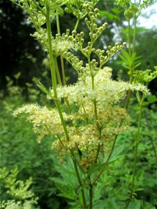 Echtes Mädesüß (Filipendula ulmaria) im Naturschutzgebiet „Ketscher Rheininsel“