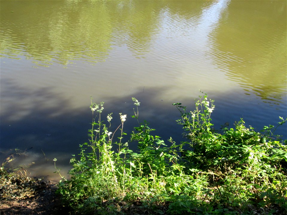 Echtes Mädesüß (Filipendula ulmaria) an der Saar in Saarbrücken