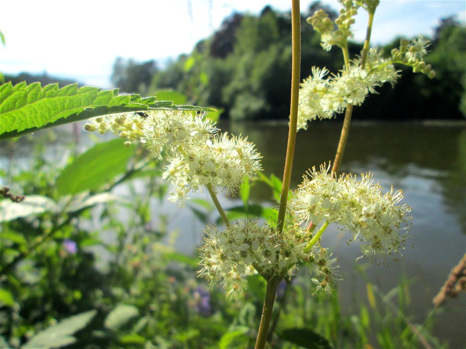 Echtes Mädesüß (Filipendula ulmaria) an der Saar in Saarbrücken