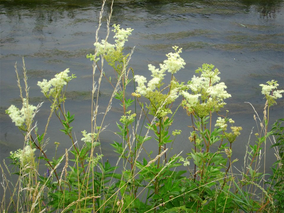 Echtes Mädesüß (Filipendula ulmaria) am Kraichbach in Hockenheim