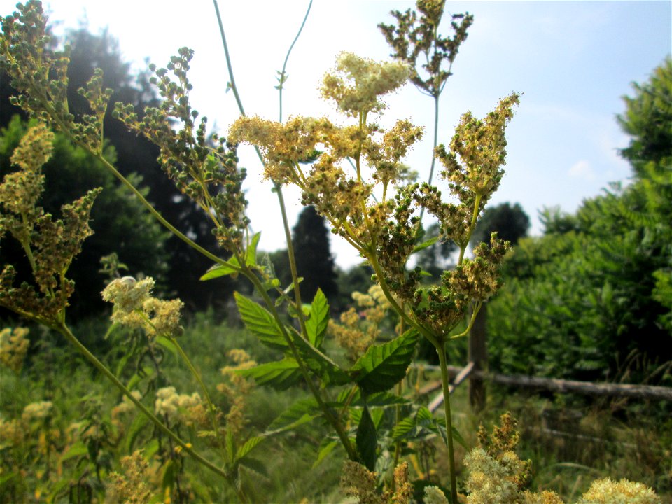 Echtes Mädesüß (Filipendula ulmaria) im Almet in Sankt Arnual
