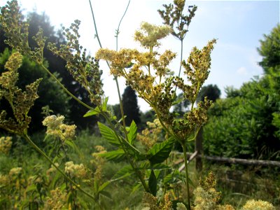 Echtes Mädesüß (Filipendula ulmaria) im Almet in Sankt Arnual photo