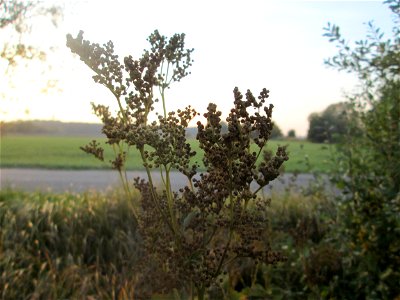 Echtes Mädesüß (Filipendula ulmaria) im Landschaftsschutzgebiet „Hockenheimer Rheinbogen“ photo