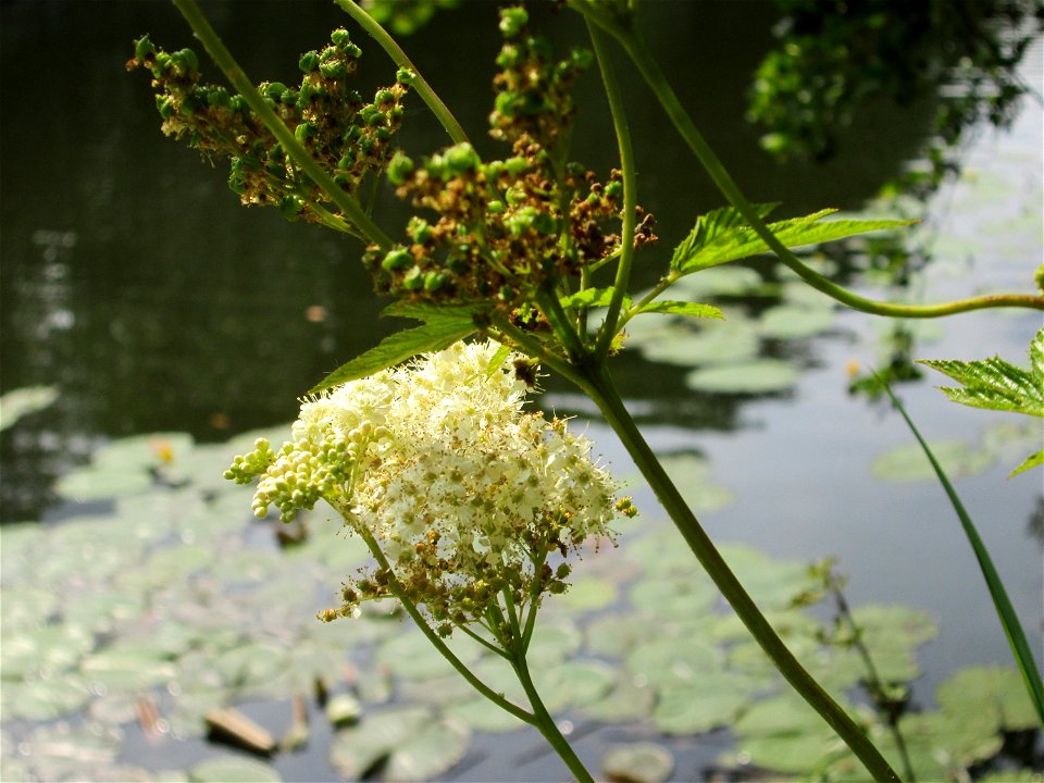 Echtes Mädesüß (Filipendula ulmaria) an der Saar in Saarbrücken