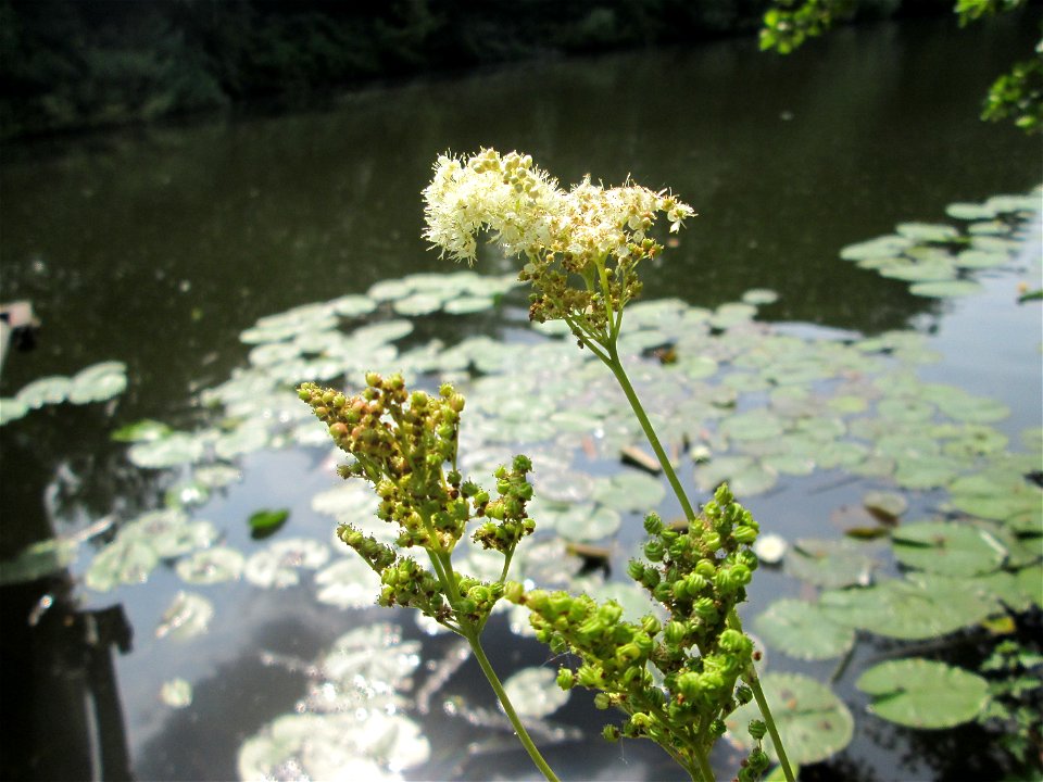 Echtes Mädesüß (Filipendula ulmaria) an der Saar in Saarbrücken