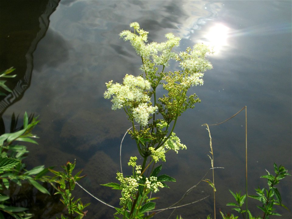 Echtes Mädesüß (Filipendula ulmaria) an der Saar im Naturschutzgebiet "St. Arnualer Wiesen"