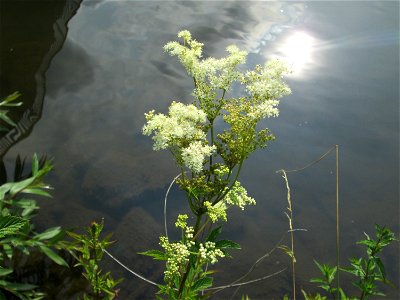 Echtes Mädesüß (Filipendula ulmaria) an der Saar im Naturschutzgebiet "St. Arnualer Wiesen" photo